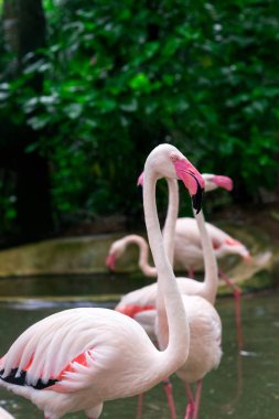 Parkta pembe flamingo