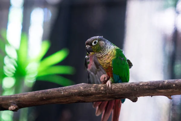Papugi Tle — Zdjęcie stockowe