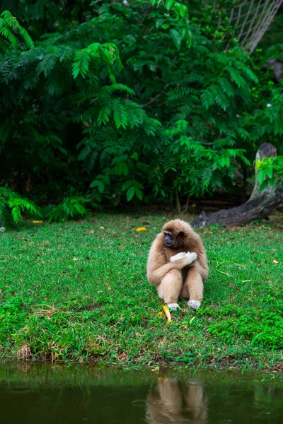 公園にいる猿は — ストック写真