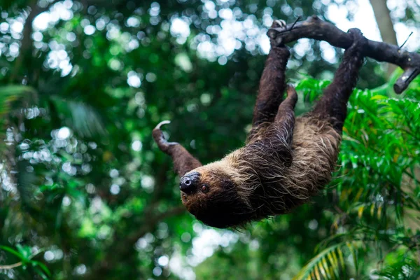 Sloth Trees Khao Kheo — Stock Photo, Image