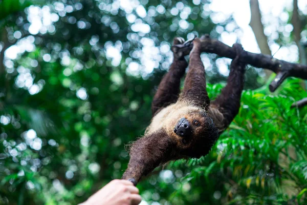 sloth on  trees Khao Kheo