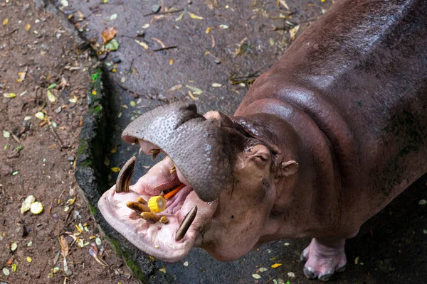 Hipopótamo Parque — Foto de Stock