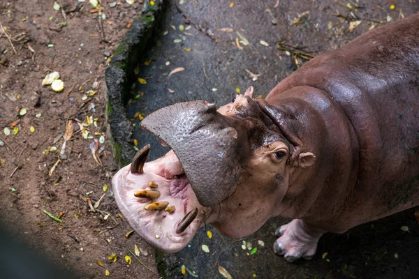 Ippopotamo Nel Parco — Foto Stock