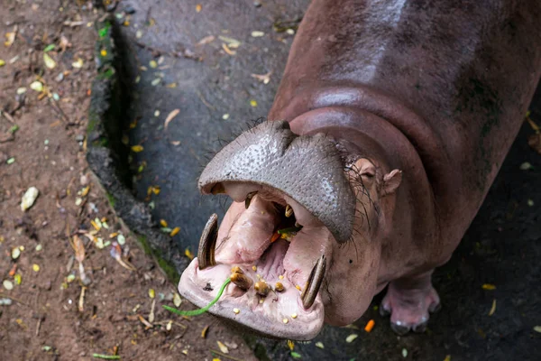 Hipopótamo Parque — Foto de Stock