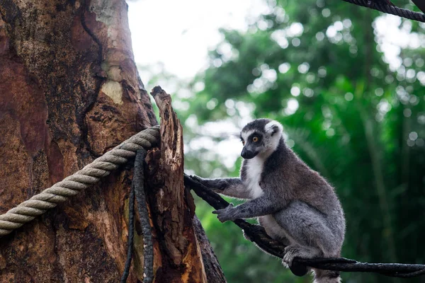 Lemur Parque — Foto de Stock