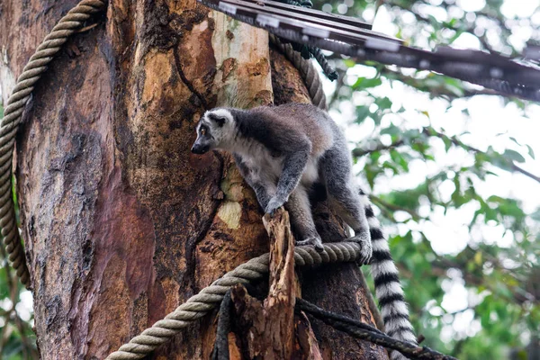 Lemur Parque — Foto de Stock
