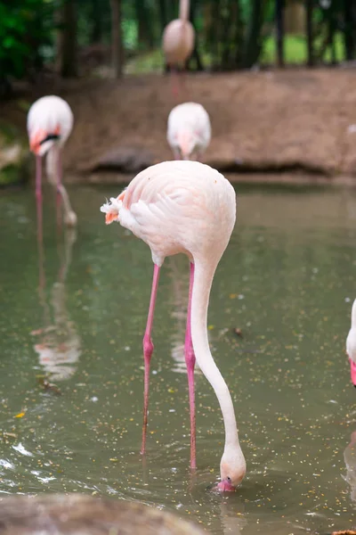 Rosafarbener Flamingo Park — Stockfoto