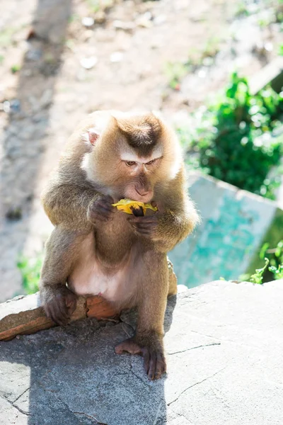 Monkey Park — Stock Photo, Image