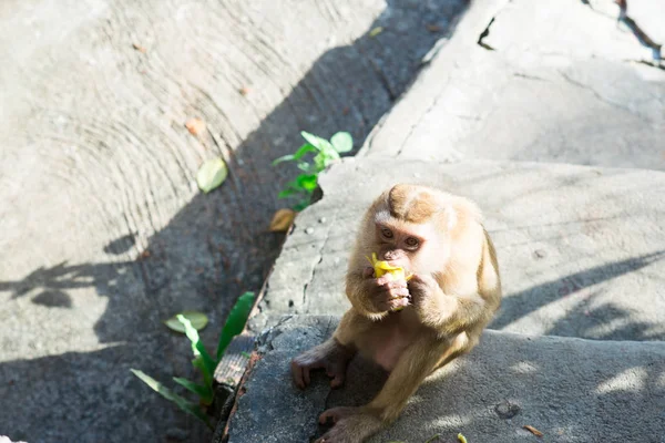 Monkey Park — Stock Photo, Image