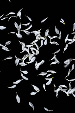 siyah beyaz çiçek lipist