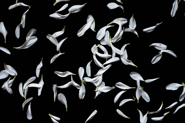 siyah beyaz çiçek lipist