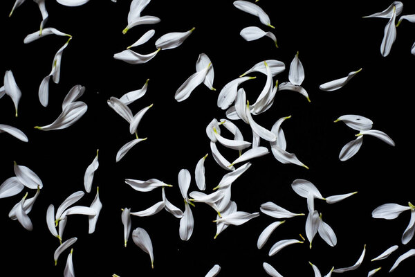 white flower lipist on black