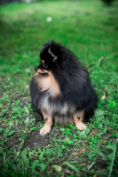 German Spitz Grass — Stock Photo, Image