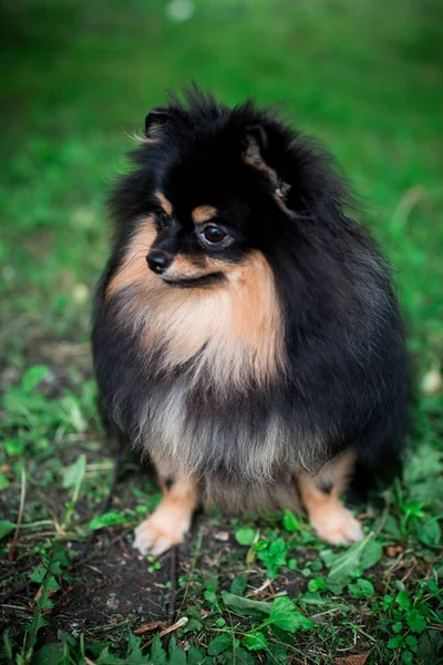 German Spitz Grass — Stock Photo, Image