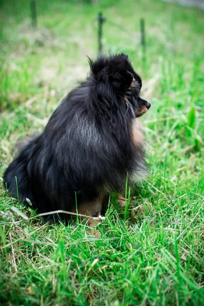 German Spitz Grass — Stock Photo, Image