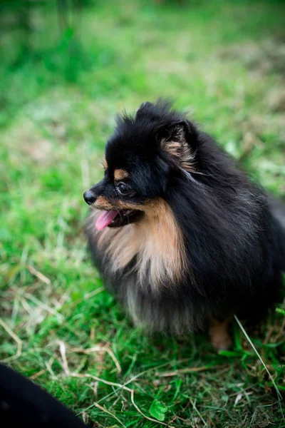 Alman Spitz Çimlerde — Stok fotoğraf