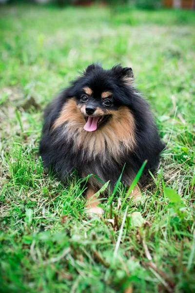 Tyska Spitz Gräset — Stockfoto