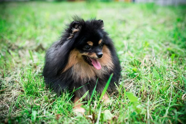 Alemão Spitz Grama — Fotografia de Stock