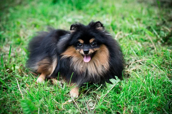 Alman Spitz Çimlerde — Stok fotoğraf