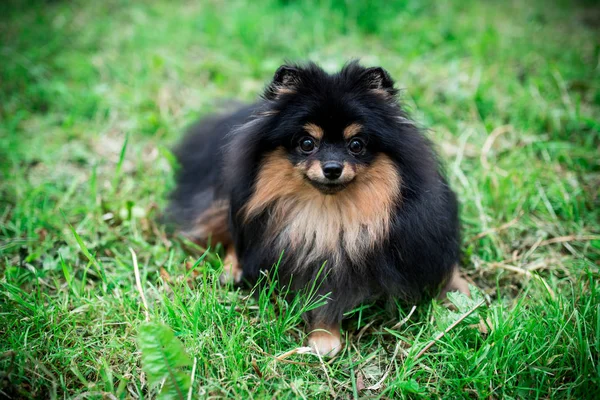 Duitse Spitz Het Gras — Stockfoto