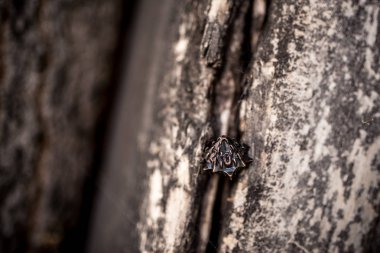rol yapma ve masa oyunları için zar oynamak