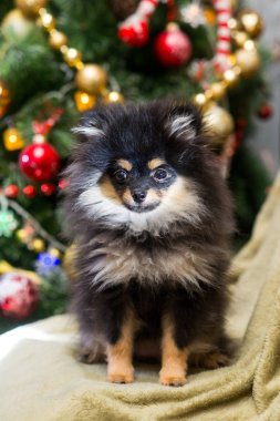 Oyuncaklarda Spitz Yeni Yıl