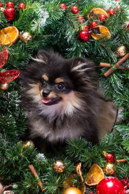 Oyuncaklarda Spitz Yeni Yıl