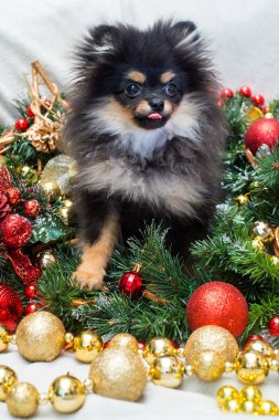 Oyuncaklarda Spitz Yeni Yıl