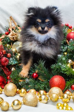 Oyuncaklarda Spitz Yeni Yıl