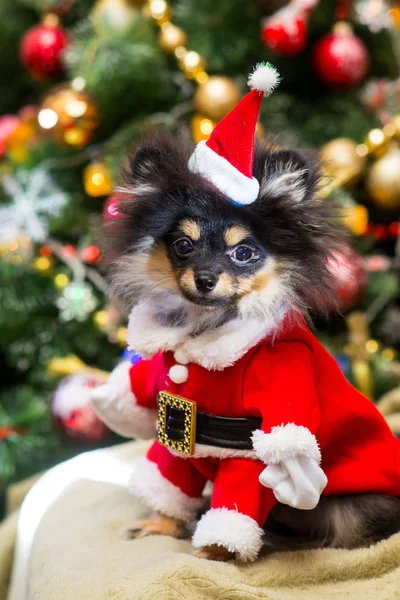 Spitz Nieuwjaar Speelgoed — Stockfoto