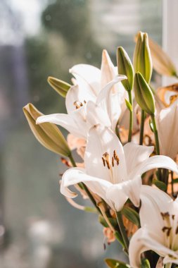 Vazodaki yaz çiçekleri