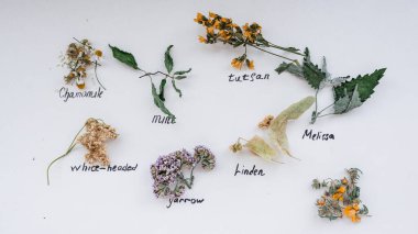 Beyaz arka planda cadının şifalı bitkileri.