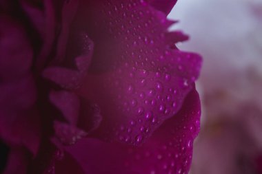 Su damlalı şakayık yaprağı dokusu