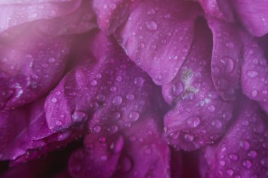 Su damlalı şakayık yaprağı dokusu