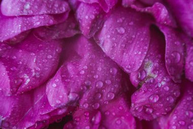 Su damlalı şakayık yaprağı dokusu