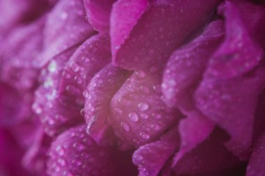 Su damlalı şakayık yaprağı dokusu