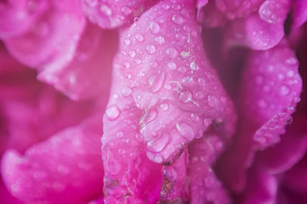 Pétalos Peonía Textura Con Gotas Agua — Foto de Stock