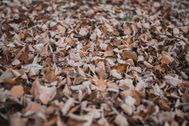 Alman Spitz çimlerde