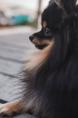 Alman Spitz çimlerde