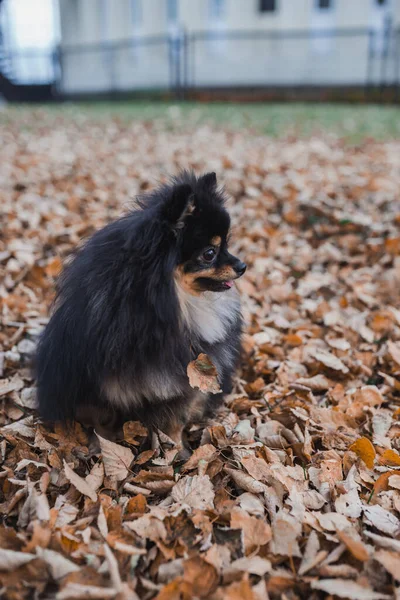 Alman Spitz Çimlerde — Stok fotoğraf