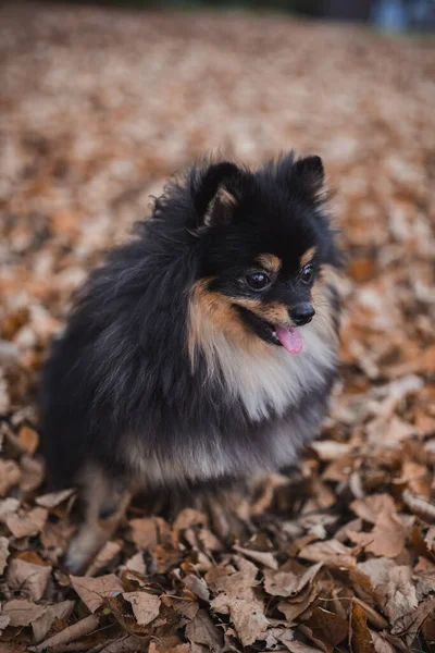 Duitse Spitz Het Gras — Stockfoto