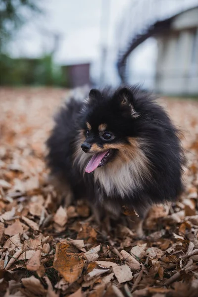 Duitse Spitz Het Gras — Stockfoto