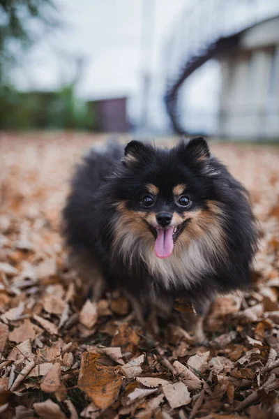 Spitz German Iarbă — Fotografie, imagine de stoc