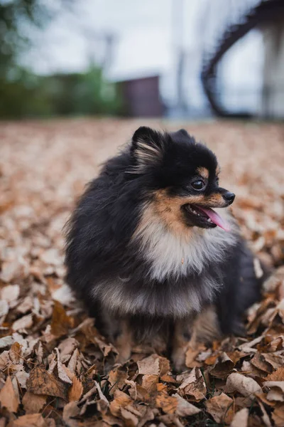 Duitse Spitz Het Gras — Stockfoto