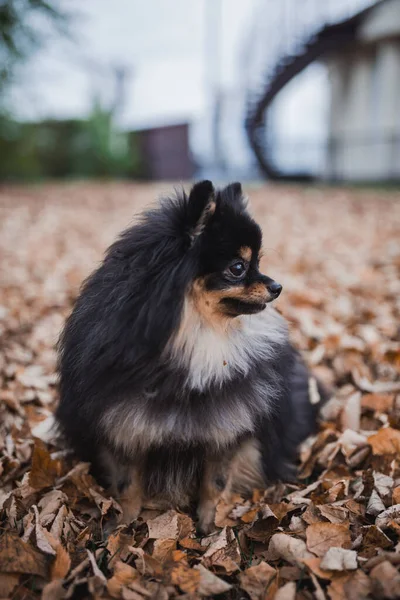 Duitse Spitz Het Gras — Stockfoto