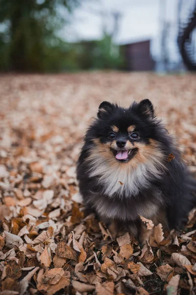 Alman Spitz Çimlerde — Stok fotoğraf