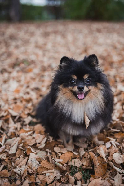 Spitz Tedesco Nell Erba — Foto Stock