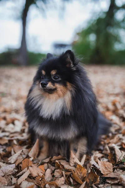 Duitse Spitz Het Gras — Stockfoto