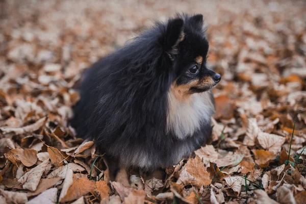 Spitz Tedesco Nell Erba — Foto Stock