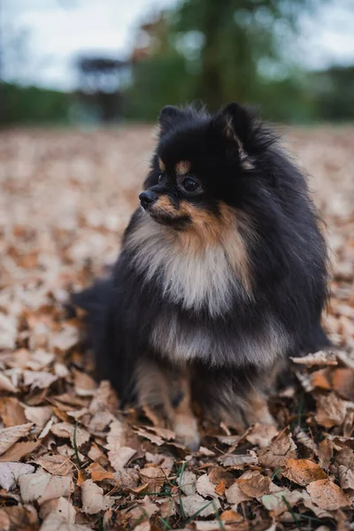 German Spitz Grass — Stock Photo, Image